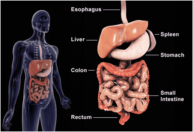 Gastrointestinal surgery in Hyderabad will help you to treat your cancerous and non-cancerous tumours also other intestinal problems